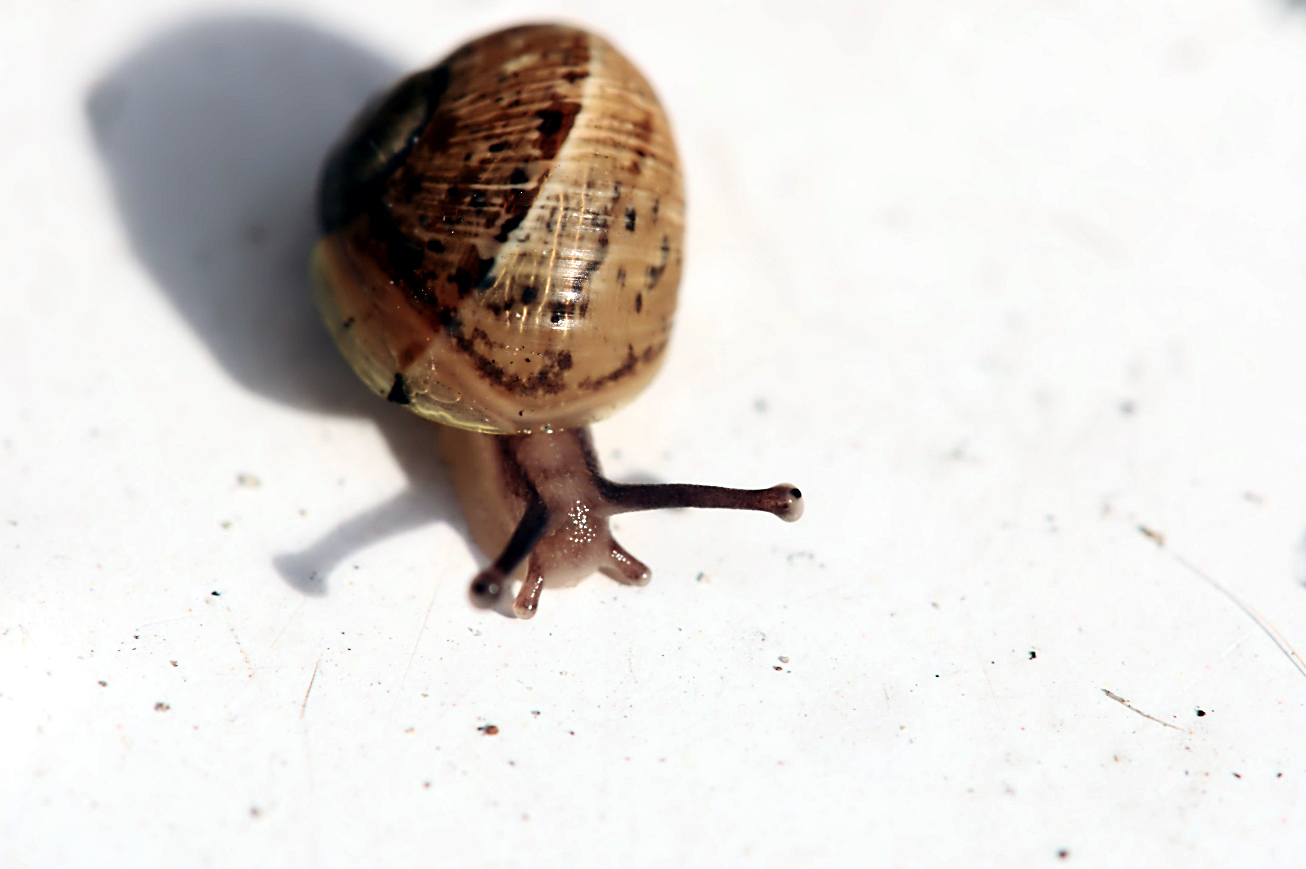 Tiny snail