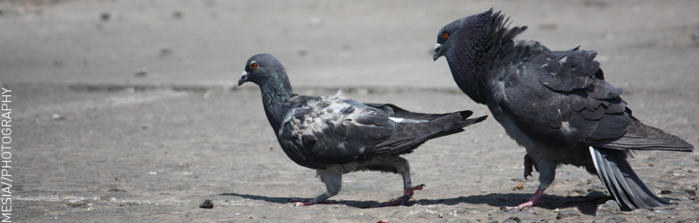 Horny Birds (Get it)