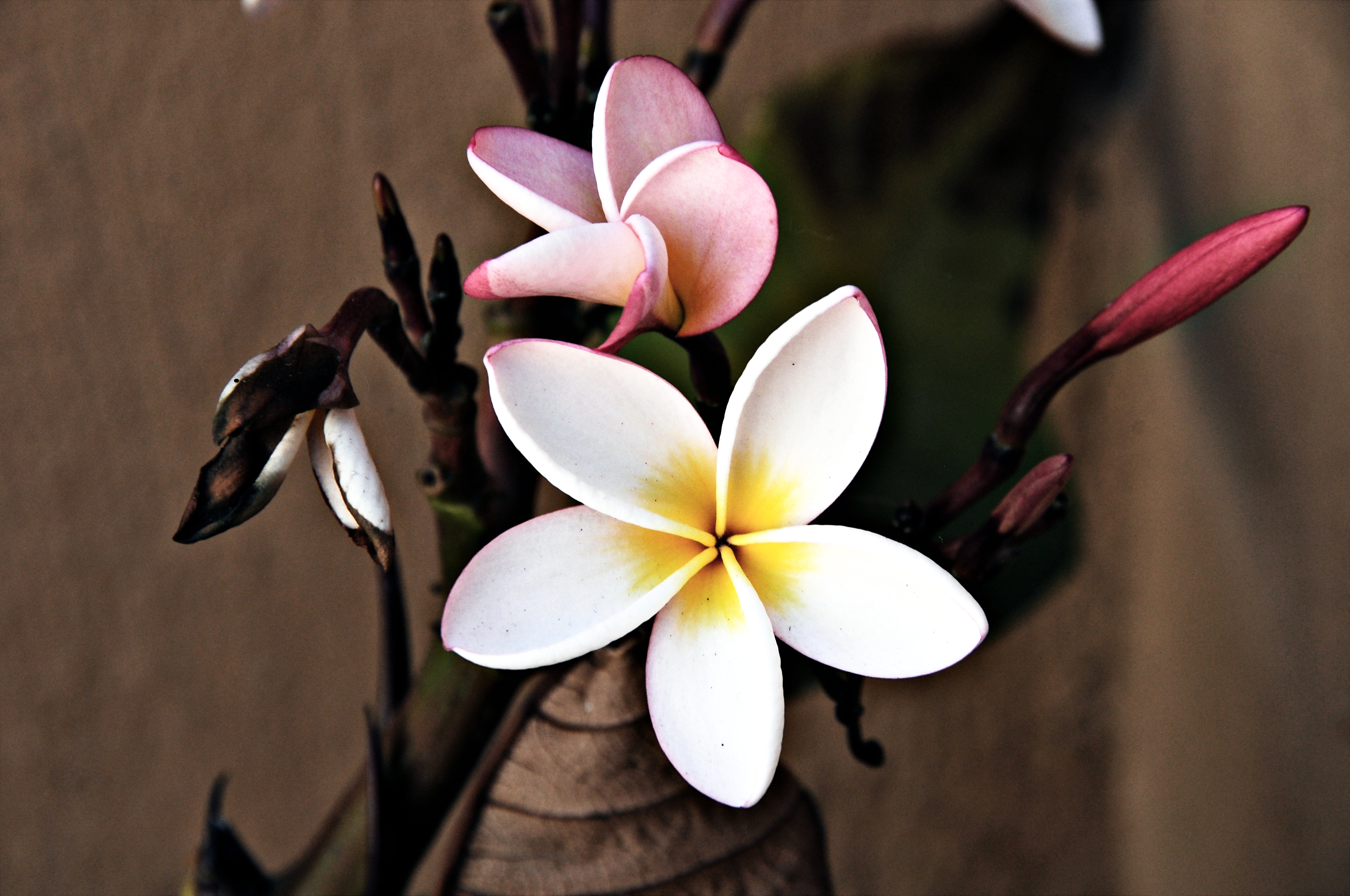 frangipani evolution