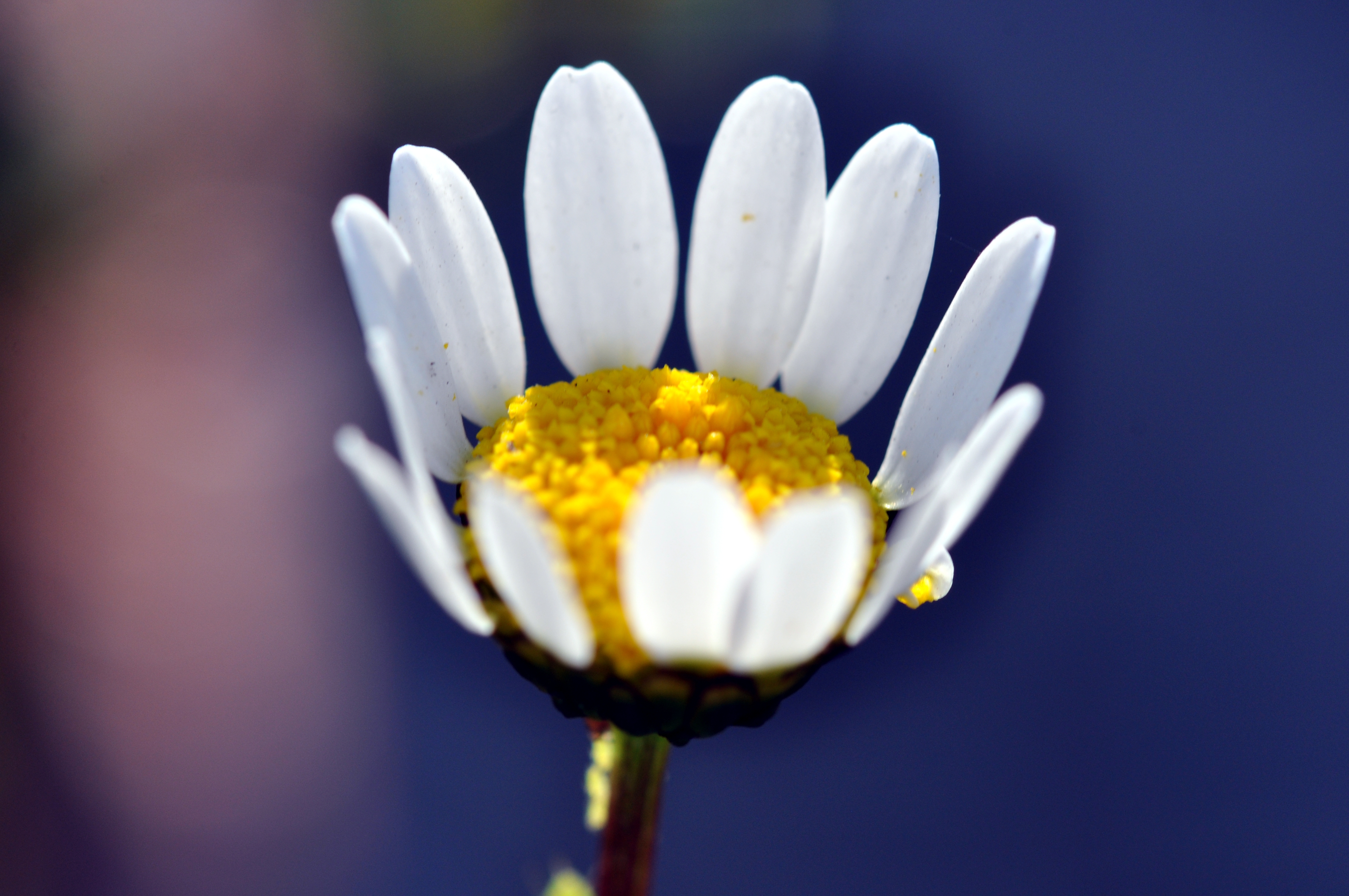 ain't no one fucks with tiny daisy