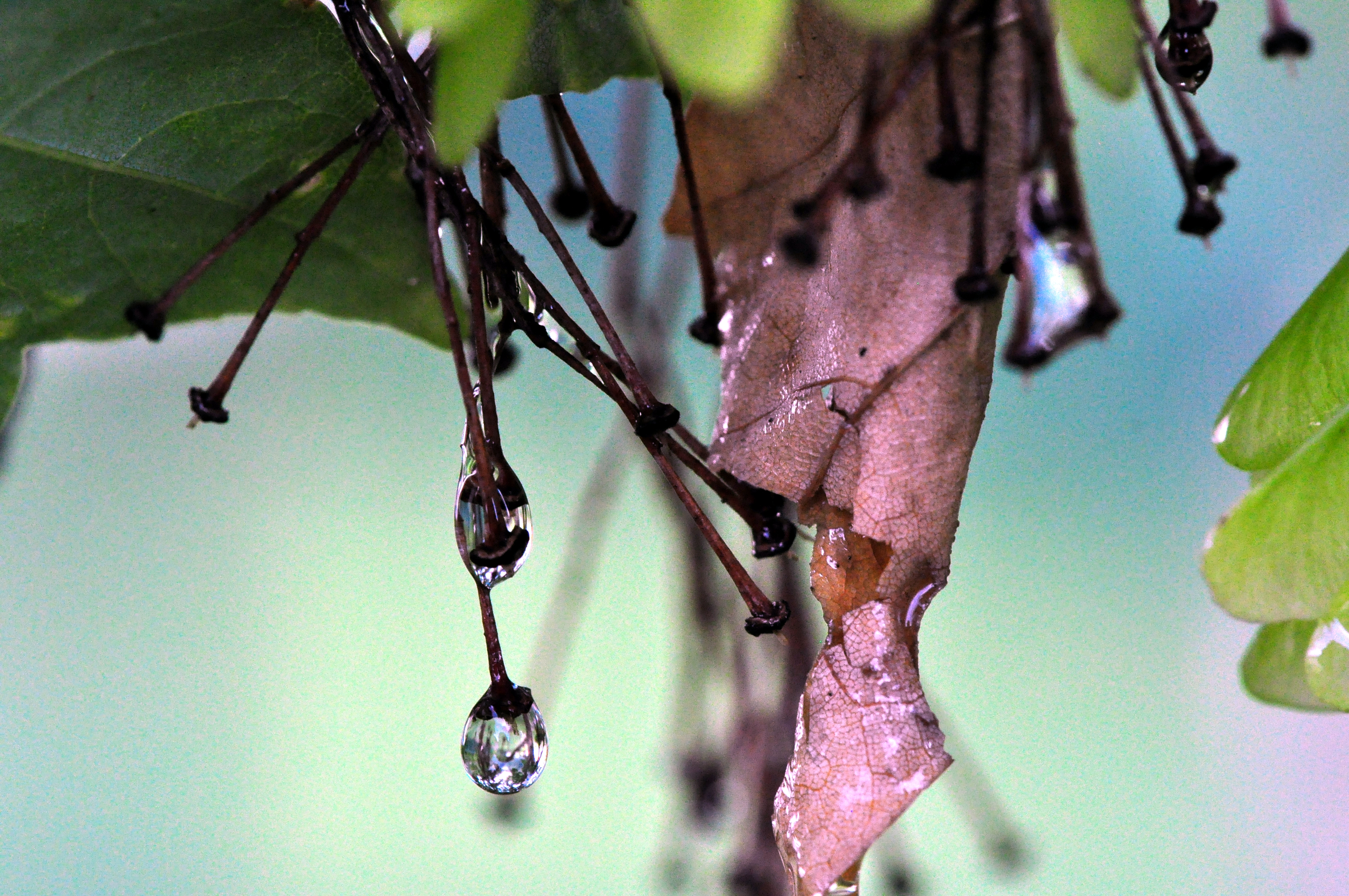 after the rain