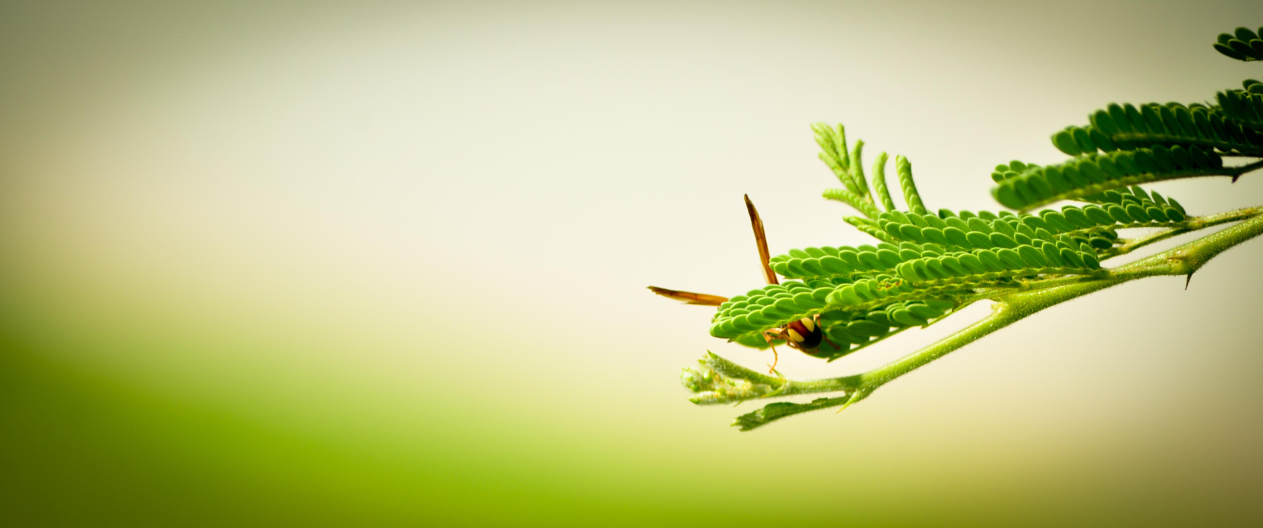 Dragonfly simplicity