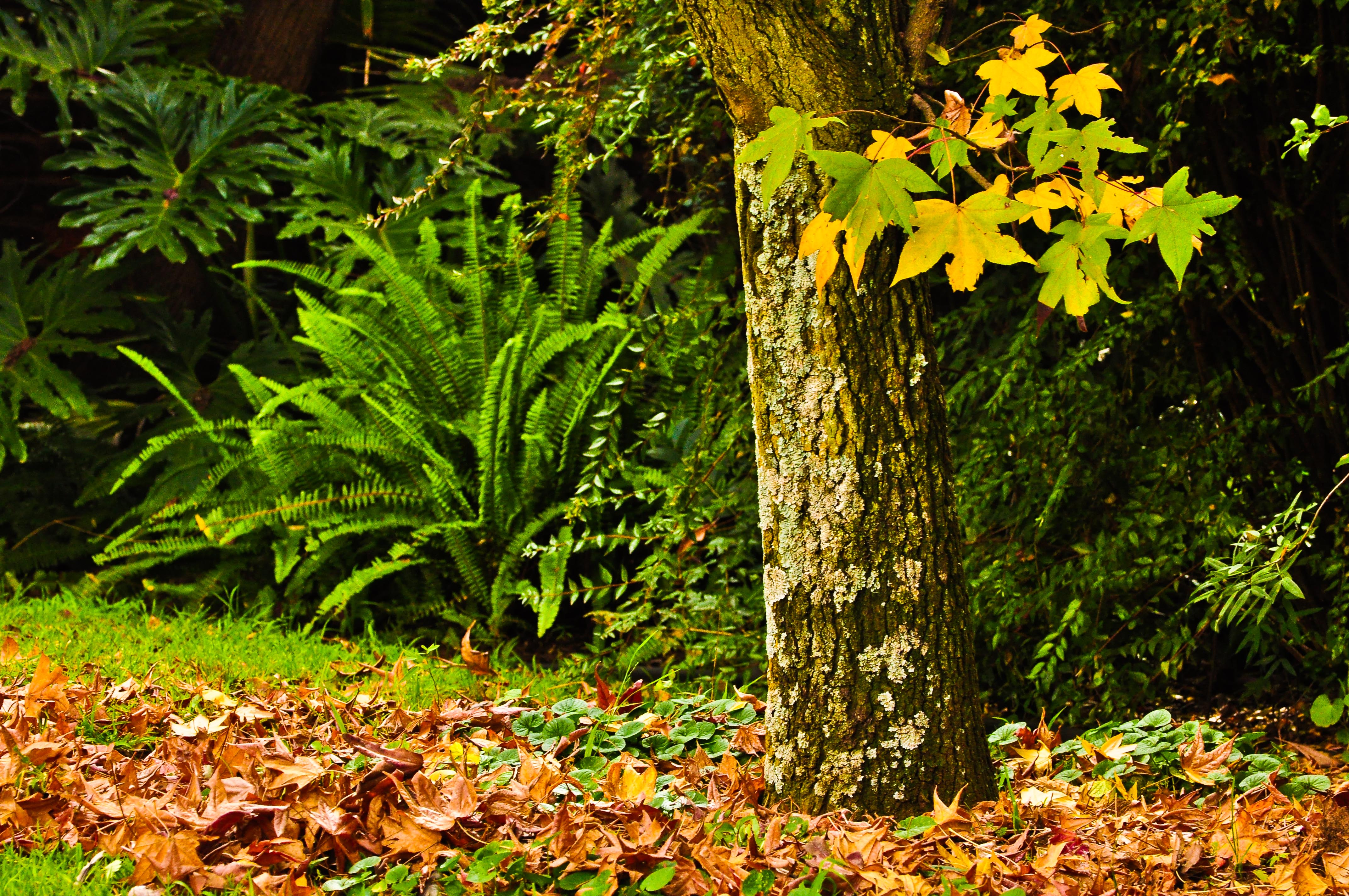 An Ode to her: Autumn is just misunderstood