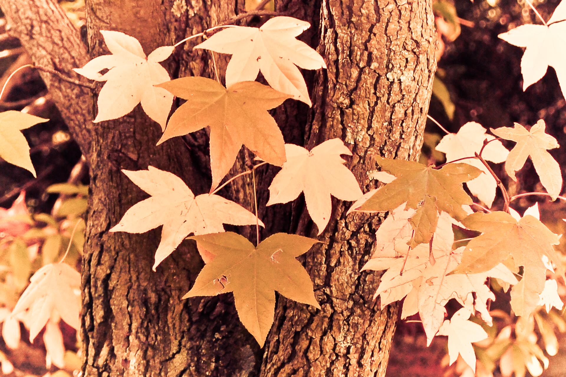 An Ode to her: Autumn is just misunderstood