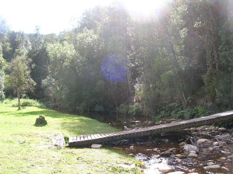 Knysna Forrest