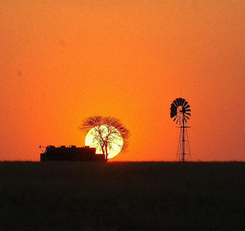 Wind-mill tree