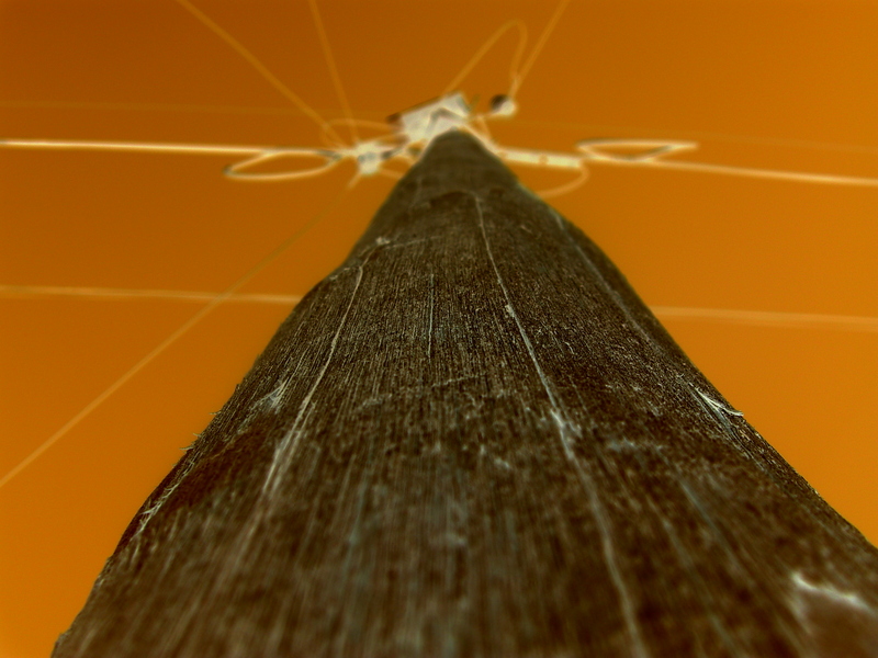 tree (with no leaves)