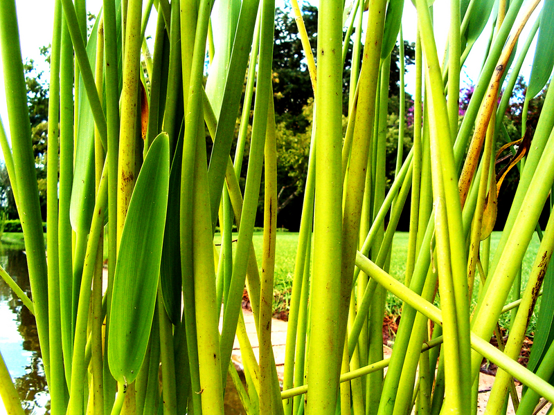 Emmarentia [ jo'burg city park ]