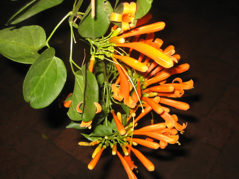 honeysuckle