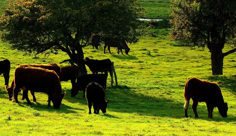 Cows eating grass in Alfriston