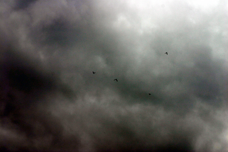 Drakensberg - birds into a storm
