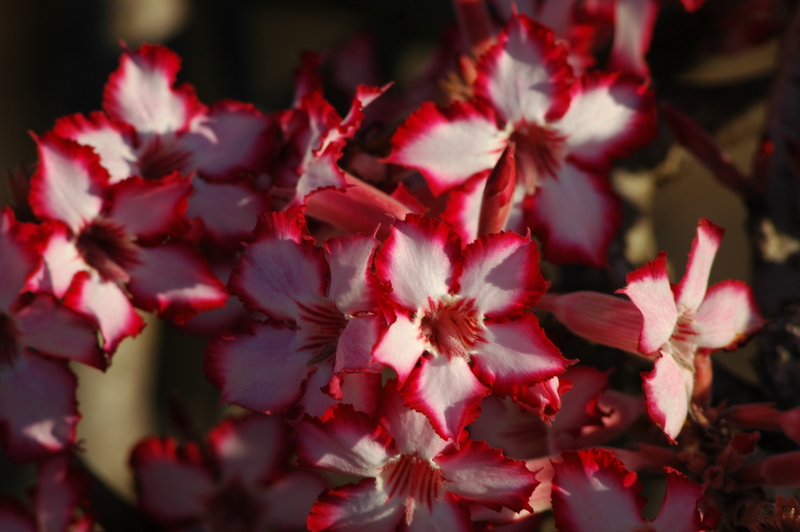 Adenium Obesum var. multiflorum (aka Impala Lily or Sabi Star)