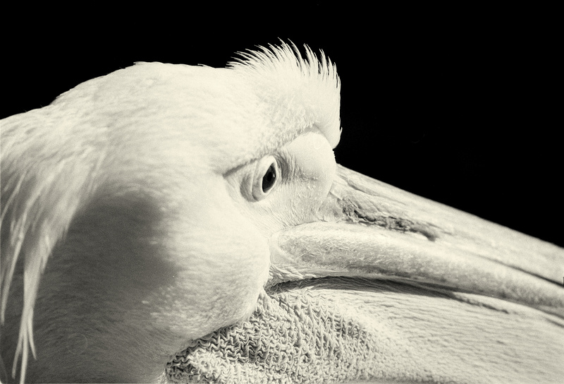 The Eye of the Pelican