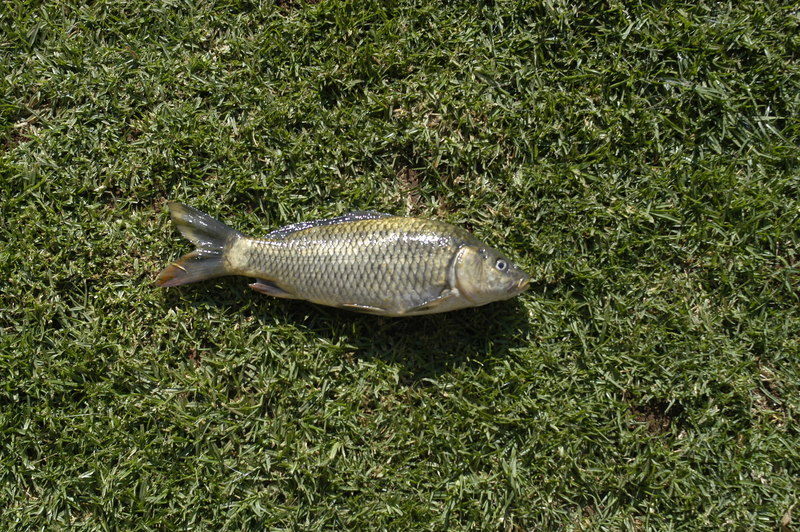Dead Fish