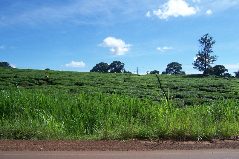 TravellingMan - RoadTrip Mulanje [2]