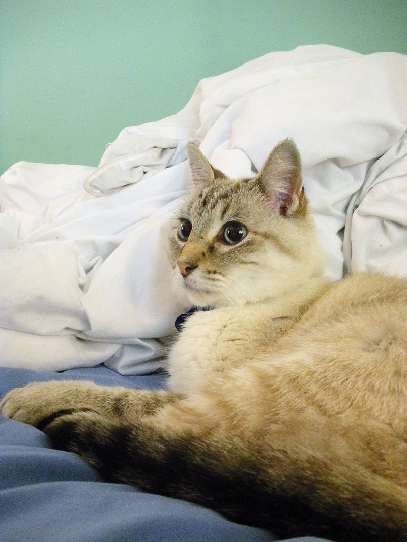 his majesty on the throne