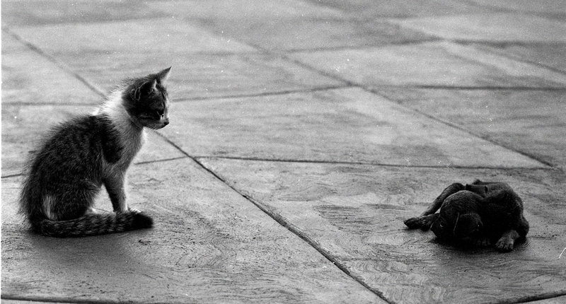 The kitten and the puppy