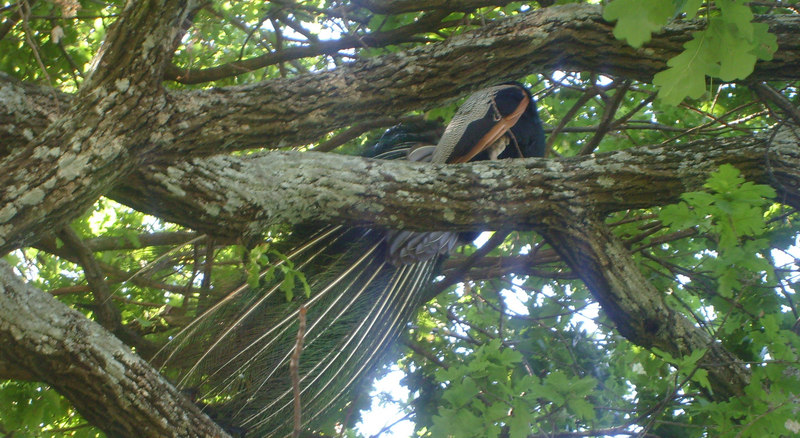 peacock hunting -3- found