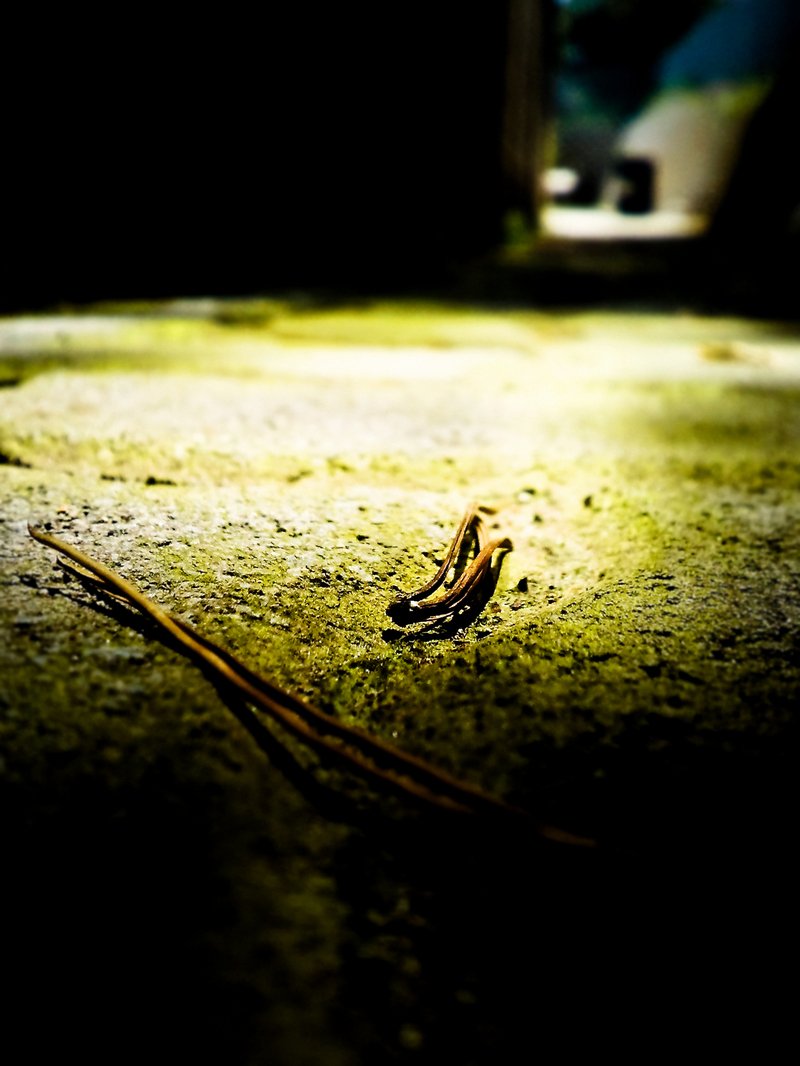 the Fallen.