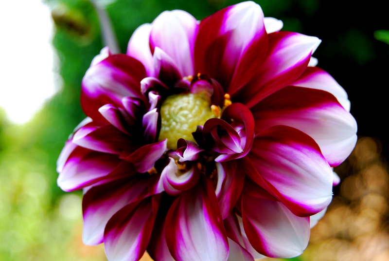 A dahlia by any other name...