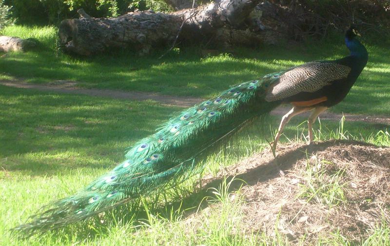 peafowl