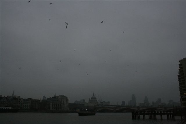 london birds