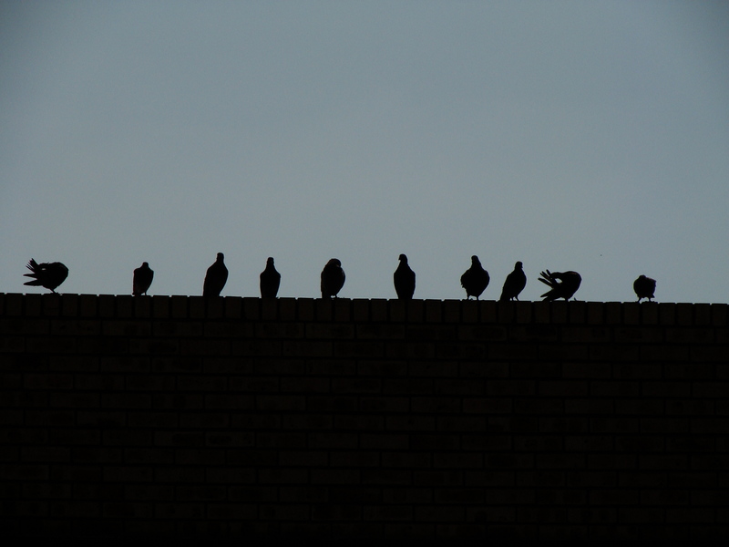 birds of a feather...