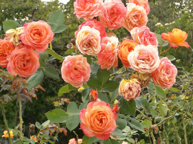 roses are pink or red!