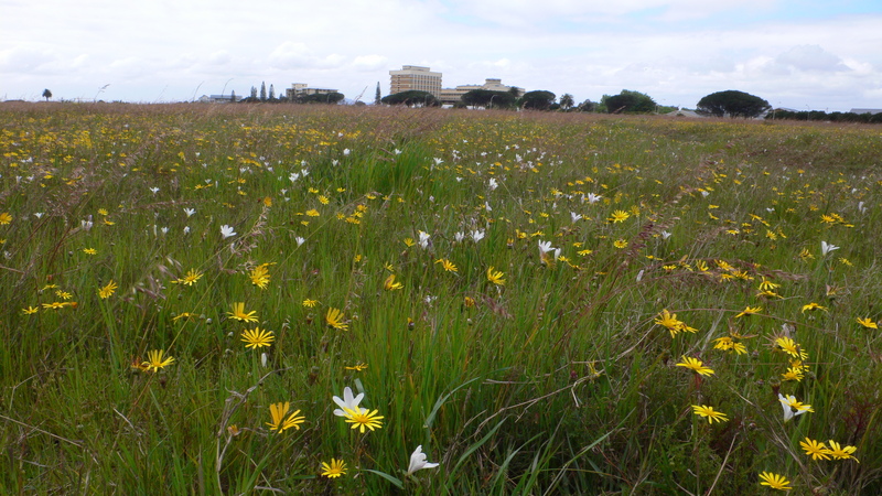 Rondebosch common and RXH