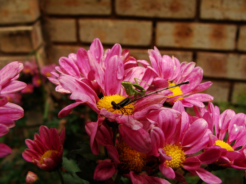 Wing & Prayer [Round1]