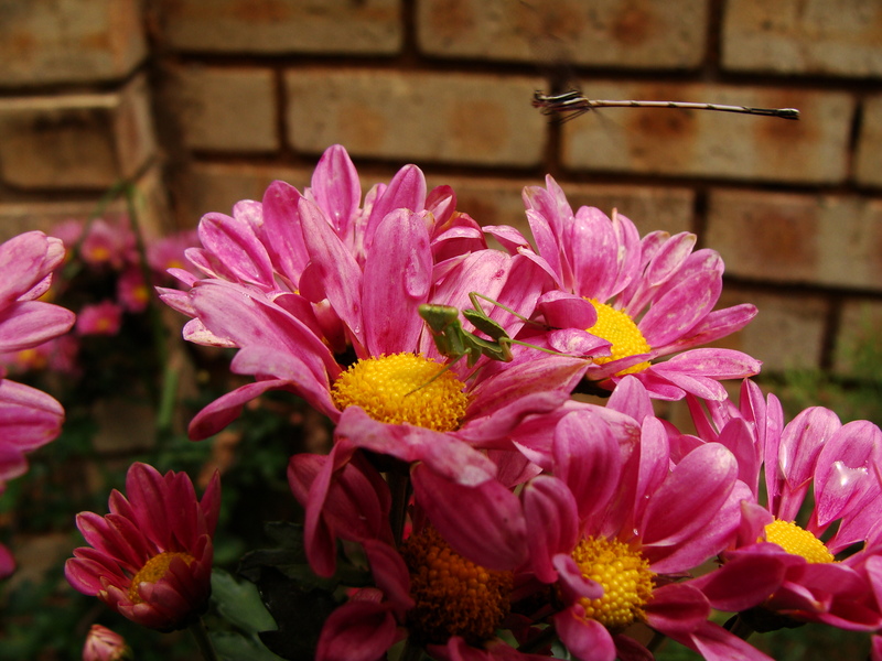 Wing & Prayer [Round2]