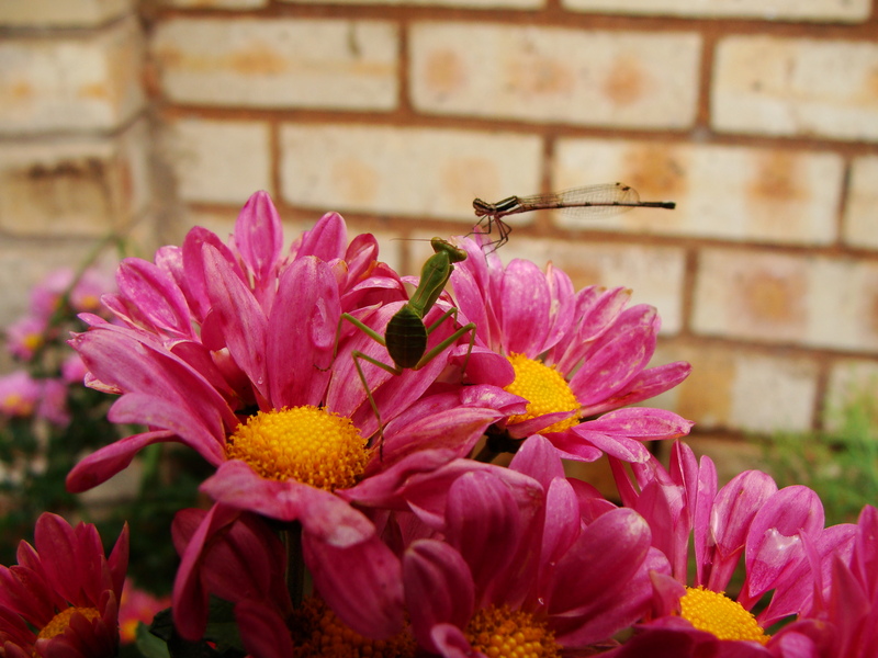 Wing & Prayer [Round3]