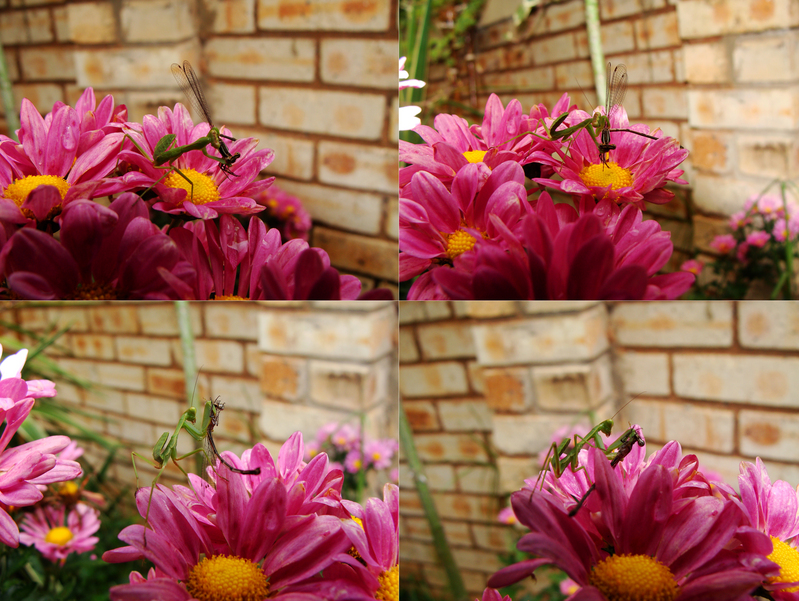 Wing & Prayer [Round4] - OMNIBUS