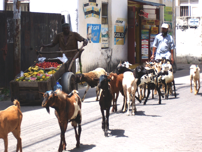 IslandFever [10] - Part of the herd