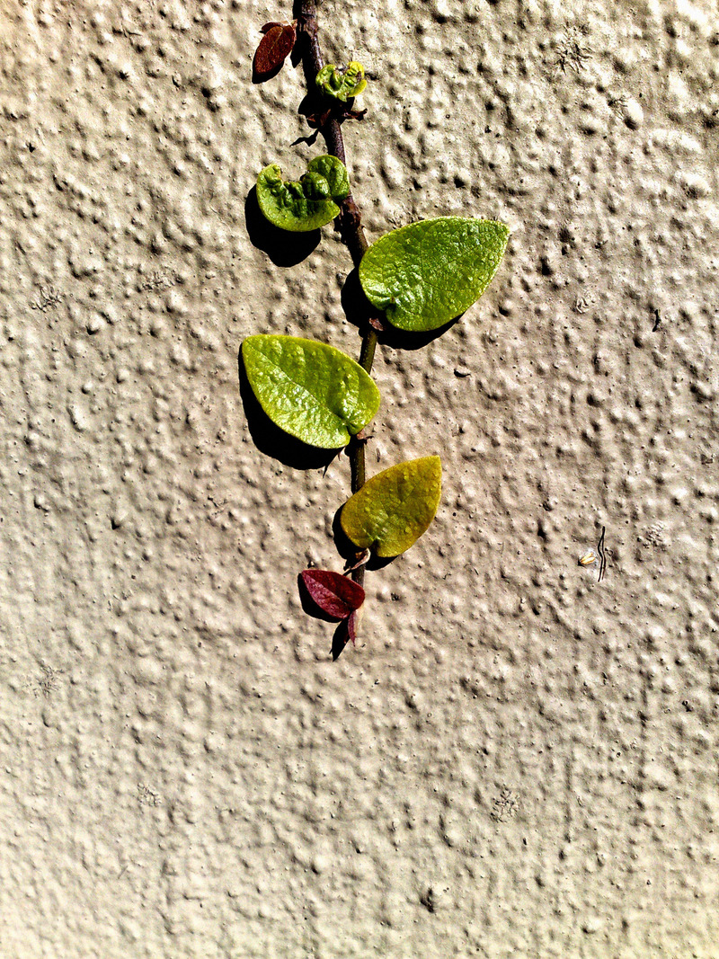 aLive on the wall