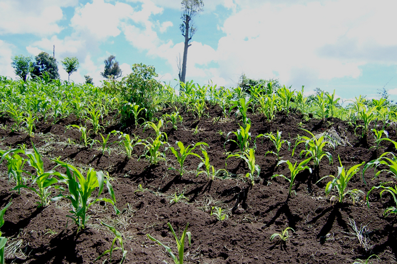 TravellingMan - RoadTrip Blantyre [4]