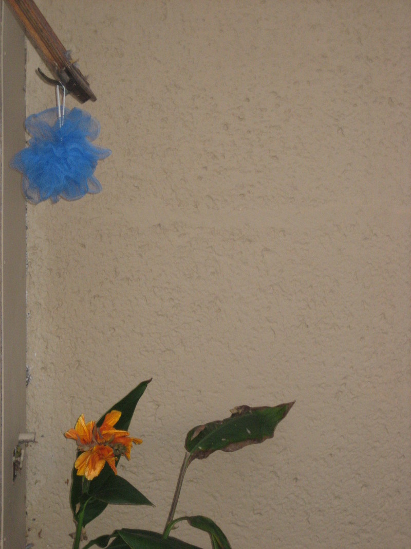 one flower to another