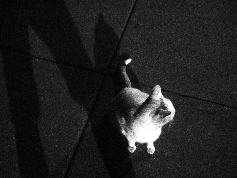 when the black woman and the white feline met on the crossroad.