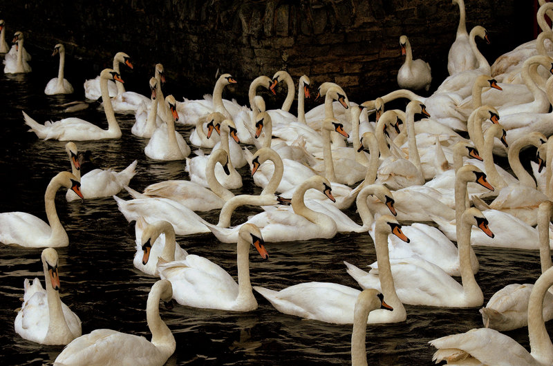 Swans