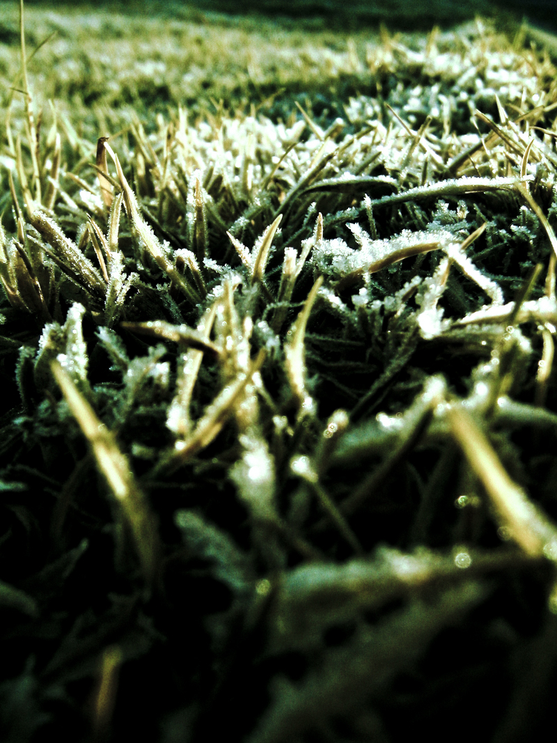 Frozen Grass II