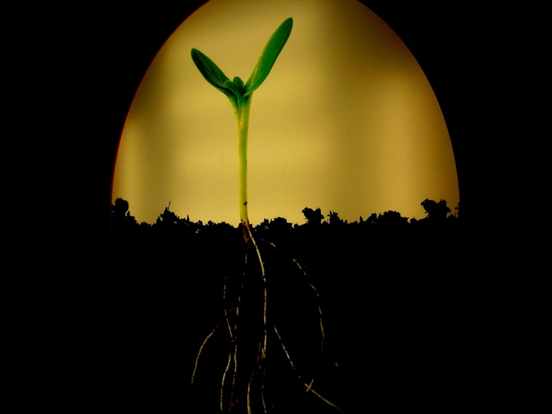  Nurtured