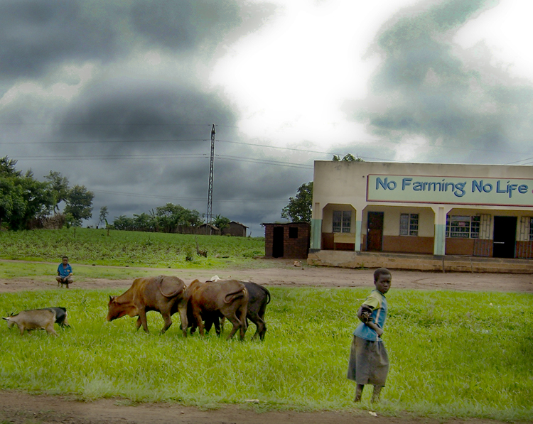 TravellingMan:RoadtripMalawi [1] - Farming