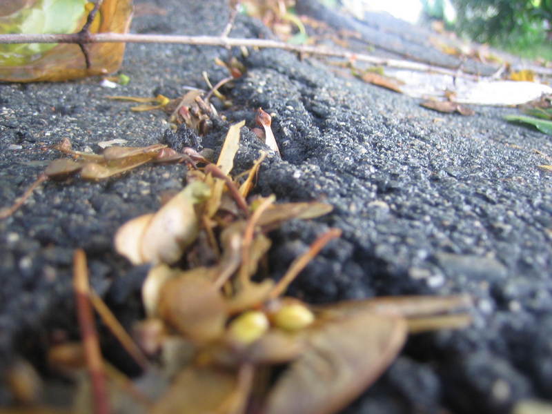 Roots underneath tire road