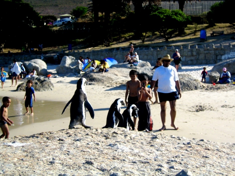 Tuxedo Boys Get Red Carpet Treatment