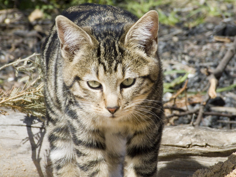 Feline