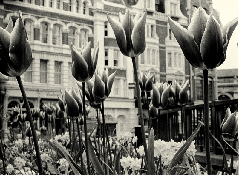 Friday Flowers for Seilatsatsi