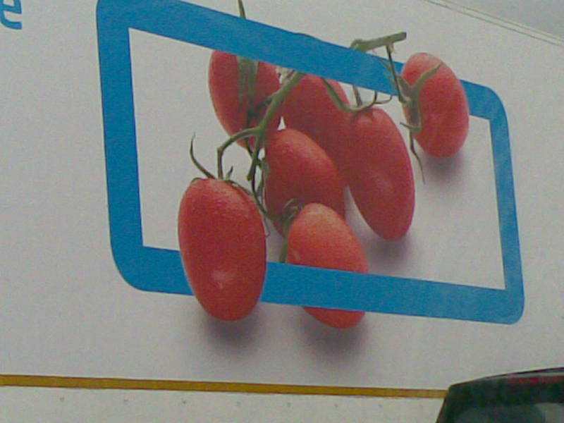 Tomato fresh