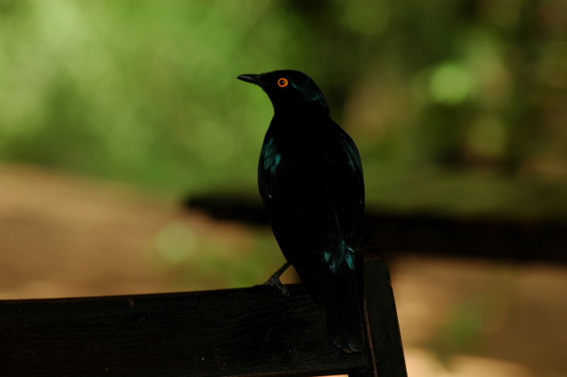 Seeing the past, seeing the future...