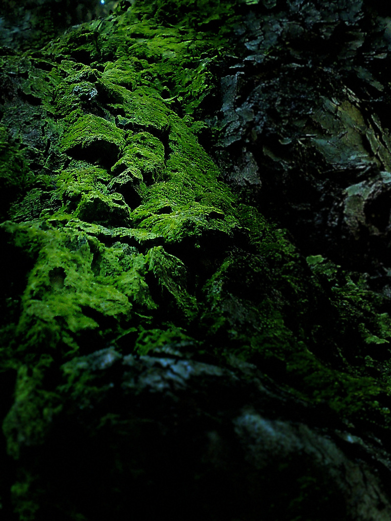 and now all the green's gone...