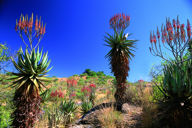 Aloes of Molepolole
